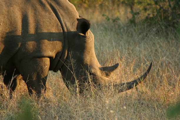 犀牛日落图片下载