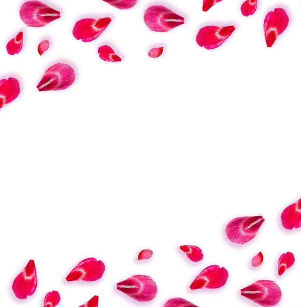 牡丹花色彩鲜艳图片下载