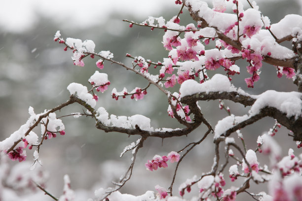 梅花素材图片