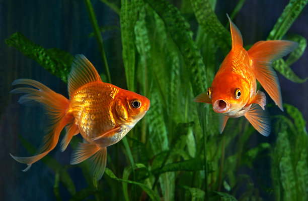 金鱼，水族箱，以水生植物为背景的鱼图片下载