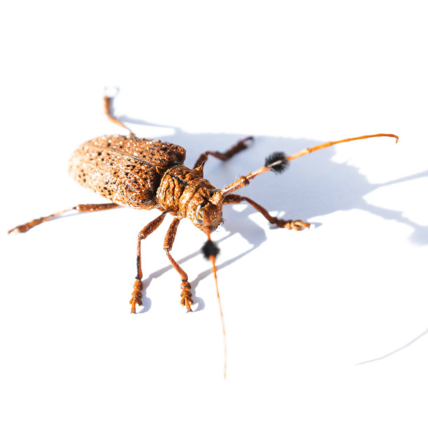 桑树蛀虫长角甲虫图片下载