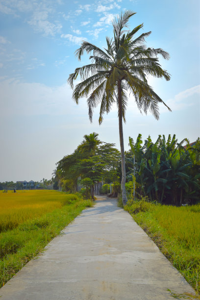 会安稻田间的小路图片下载