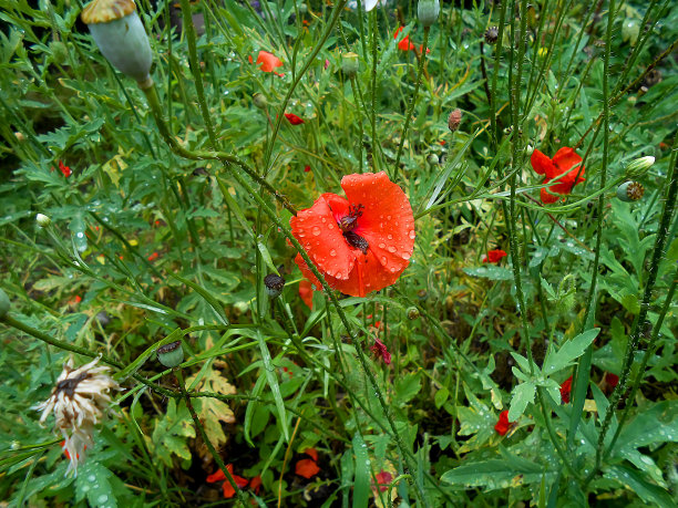 草坪上的油画花和雨点图片下载