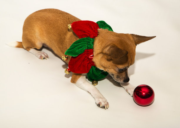 圣诞节Dog13图片下载