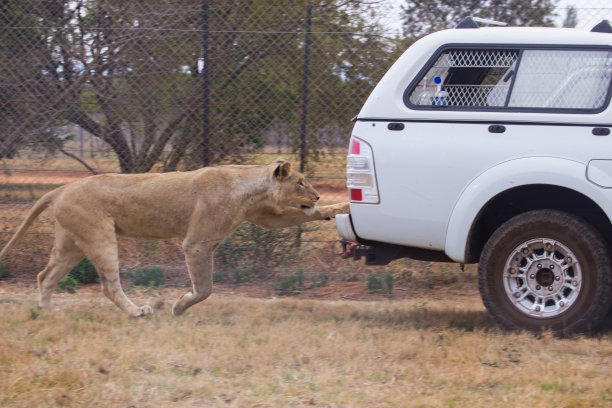 追逐狮子的机器，南非图片下载