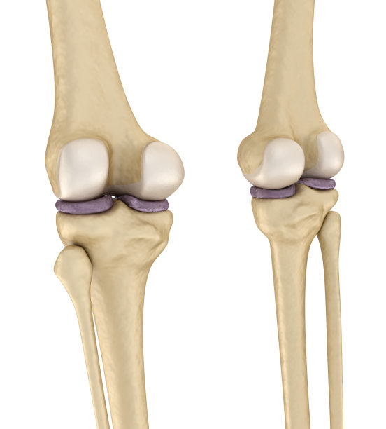 膝盖解剖学。孤立在白色的。医用精准3D插图图片下载