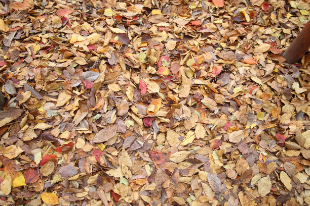 秋天的树叶图片下载