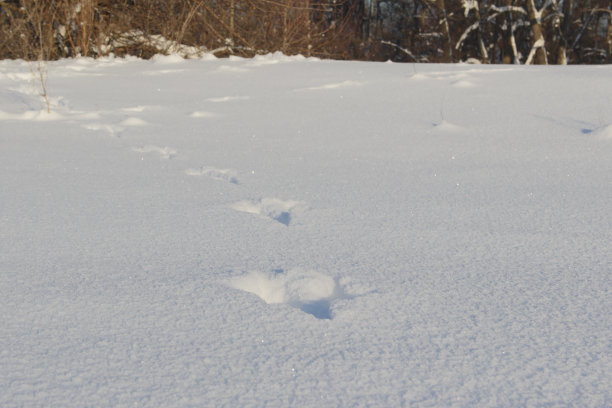 兔子的足迹图片下载