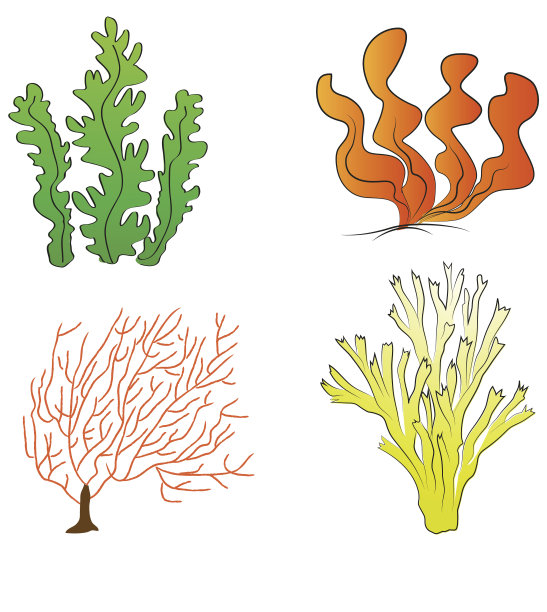 珊瑚礁孤立的图标收集珊瑚图片下载
