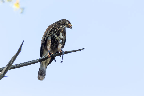 哈里斯鹰在森林里图片下载