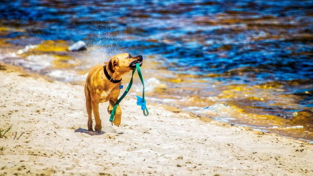 《爱狗记图片下载