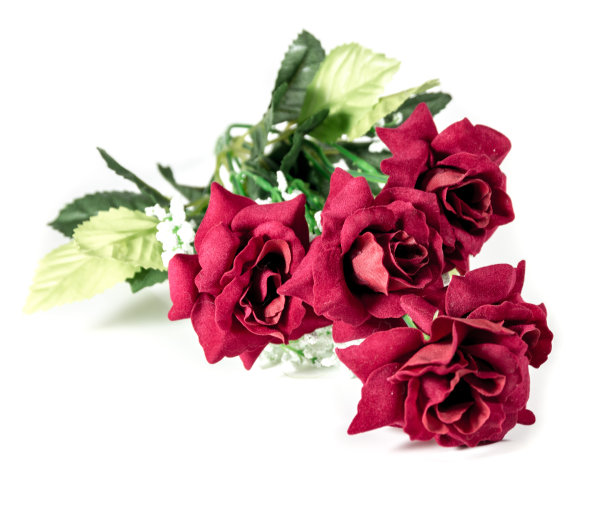 美丽的红玫瑰孤立在白色上图片下载