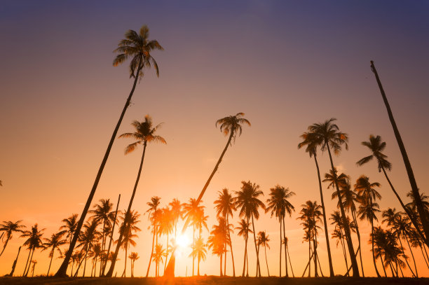 椰子树的轮廓图片下载