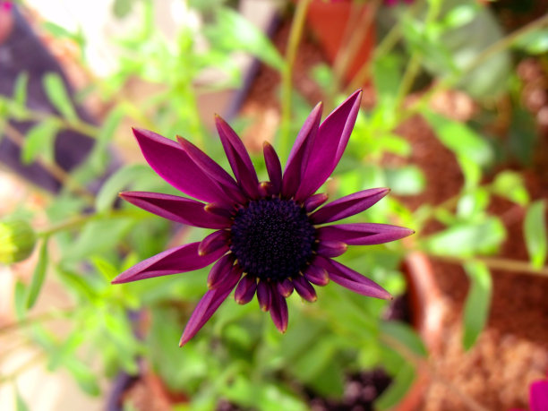 开粉红色的花图片下载