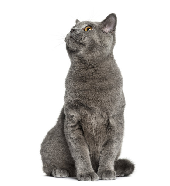 英国短毛猫(6个月大)素材图片