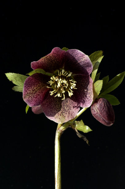 Helleborus;purpurascens;圣诞节,玫瑰图片下载