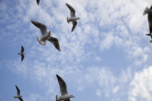 海鸥图片下载
