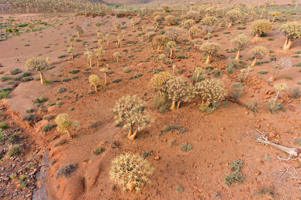 鸟瞰图的颤树图片下载