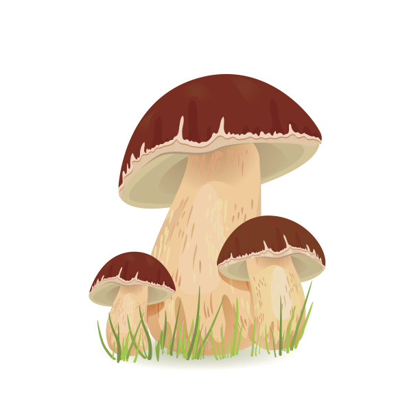 食用菌香菇为您设计图片下载