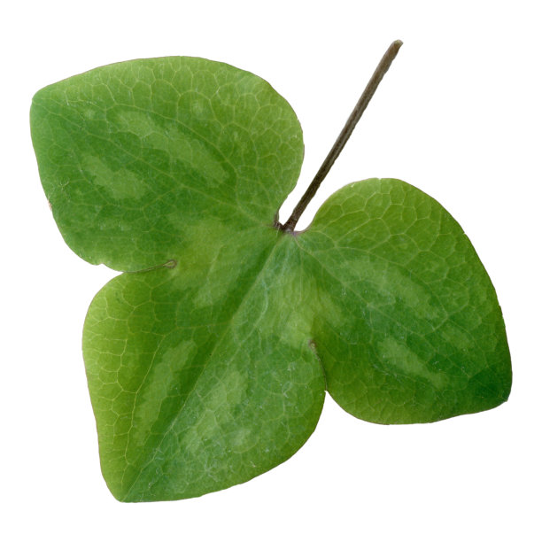 赫帕蒂卡;诺比利斯，叶子图片下载