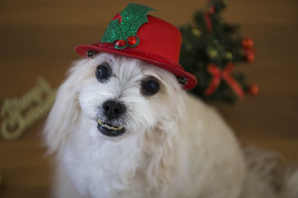 比雄圣诞节圣诞老人图片下载