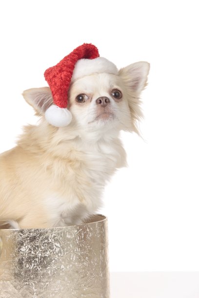 戴着圣诞帽的吉娃娃狗图片下载