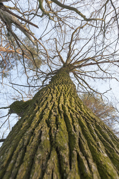 树没有distvy图片下载