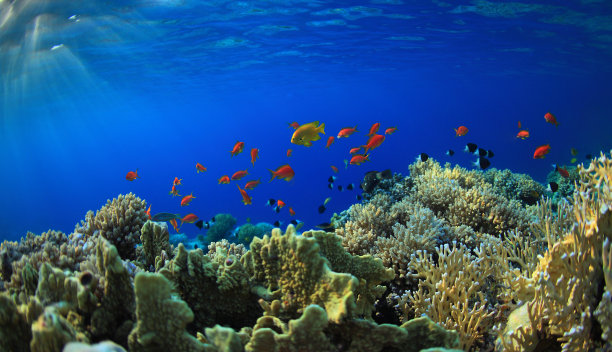 充满活力，多彩的珊瑚礁生态系统图片下载