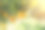 成熟和新鲜的橘子挂在枝头，橘子园素材图片