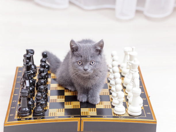 灰猫在棋盘上图片下载