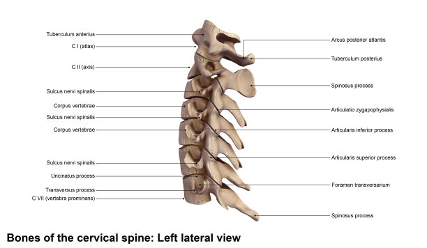 颈spine_Lateral视图图片下载