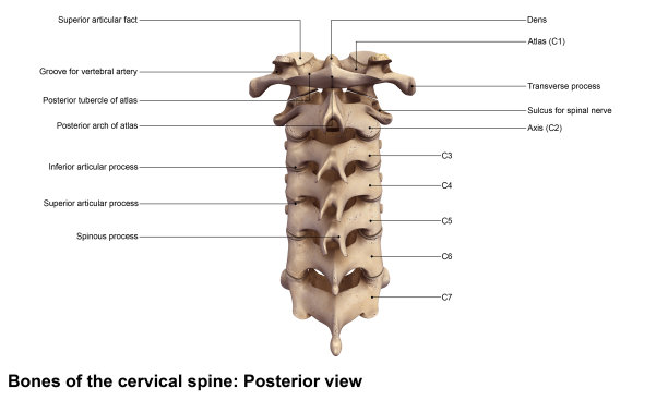 颈spine_Posterior视图图片下载