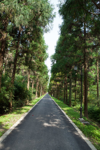 森林公园图片下载