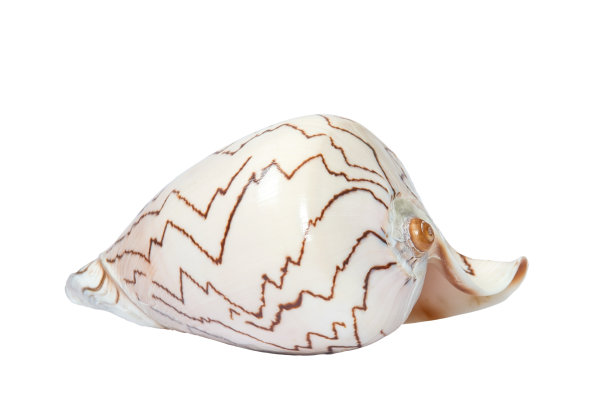 大洋大，海壳孤立。图片下载