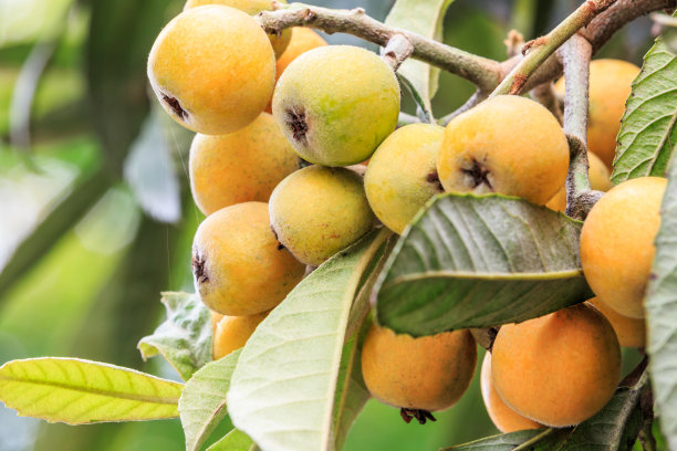 树上结着成熟的枇杷图片下载