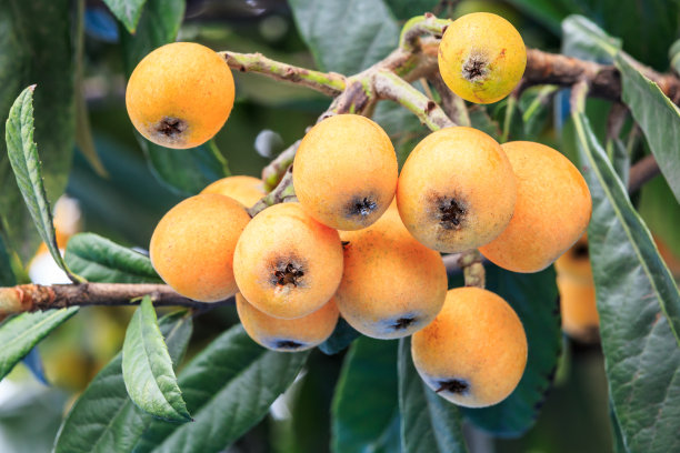 树上结着成熟的枇杷图片下载