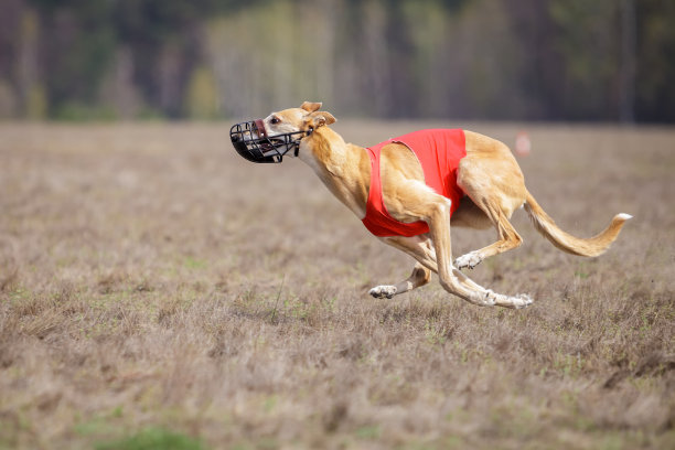 Hortaya borzaya狗跑。追逐，激情和速度图片下载