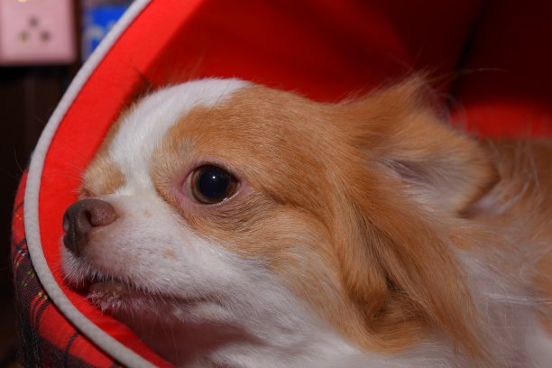 吉娃娃图片下载