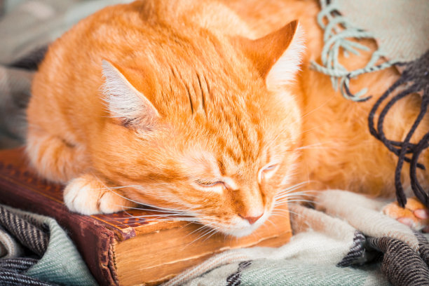 可爱的姜黄色的猫睡在一本书上。图片下载