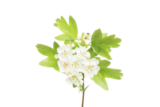 5月开花图片下载