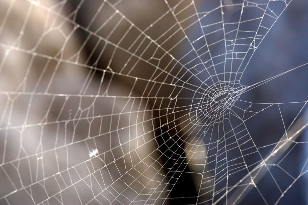 一些蜘蛛网背光图片下载