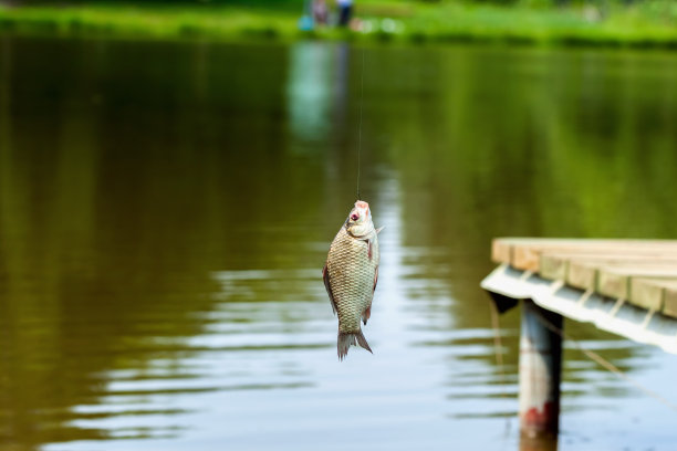 在炎热的夏日，用鱼竿捕捉到鱼的特写。概念主动休息，爱好夏日乡村休闲图片下载