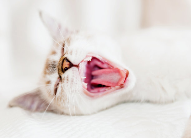 美丽有趣的猫打哈欠图片下载
