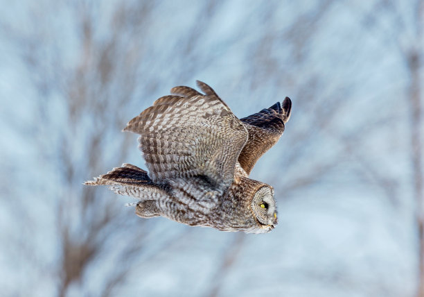 大灰猫头鹰。图片下载
