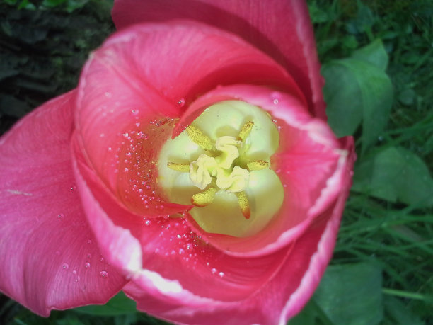 粉红色郁金香里面的雨滴图片下载