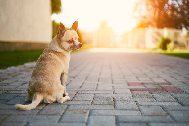 吉娃娃守卫着房子图片下载