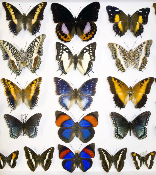 珍藏的珍奇蝴蝶图片下载