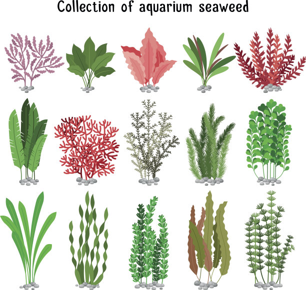 海藻集矢量图图片下载