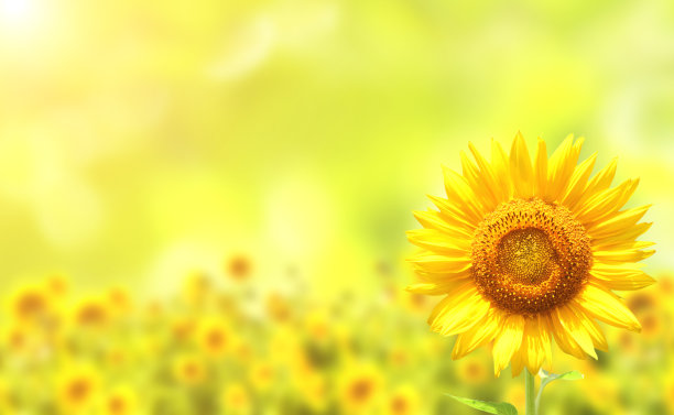 向日葵花图片素材ID：134294584