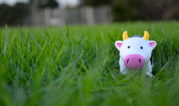 牛凝视图片下载